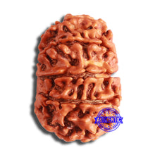 Load image into Gallery viewer, 10 Mukhi Nepalese Rudraksha - Bead No. 371