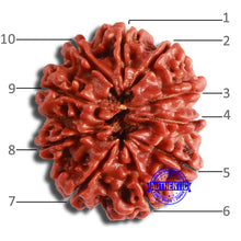 Load image into Gallery viewer, 10 Mukhi Nepalese Rudraksha - Bead No. 372