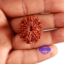 Load image into Gallery viewer, 10 Mukhi Nepalese Rudraksha - Bead No. 372