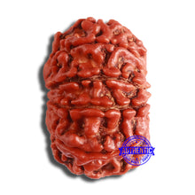 Load image into Gallery viewer, 10 Mukhi Nepalese Rudraksha - Bead No. 373