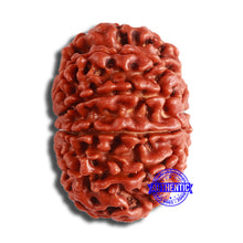 Load image into Gallery viewer, 10 Mukhi Nepalese Rudraksha - Bead No. 374