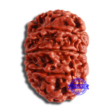 Load image into Gallery viewer, 10 Mukhi Nepalese Rudraksha - Bead No. 374
