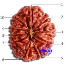 Load image into Gallery viewer, 10 Mukhi Nepalese Rudraksha - Bead No 375