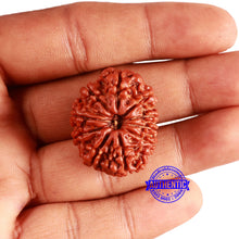 Load image into Gallery viewer, 10 Mukhi Nepalese Rudraksha - Bead No 375