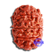 Load image into Gallery viewer, 10 Mukhi Nepalese Rudraksha - Bead No 375