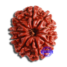 Load image into Gallery viewer, 10 Mukhi Nepalese Rudraksha - Bead No. 376