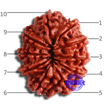 Load image into Gallery viewer, 10 Mukhi Nepalese Rudraksha - Bead No. 377