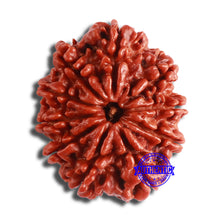 Load image into Gallery viewer, 10 Mukhi Nepalese Rudraksha - Bead No. 377