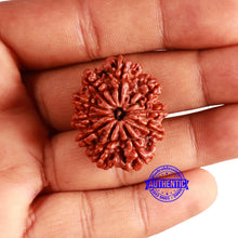 Load image into Gallery viewer, 10 Mukhi Nepalese Rudraksha - Bead No. 377
