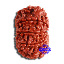 Load image into Gallery viewer, 10 Mukhi Nepalese Rudraksha - Bead No. 377