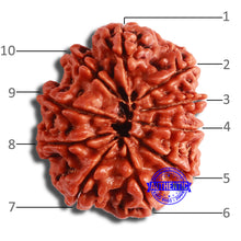 Load image into Gallery viewer, 10 Mukhi Nepalese Rudraksha - Bead No 378