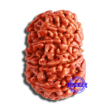 Load image into Gallery viewer, 10 Mukhi Nepalese Rudraksha - Bead No 378