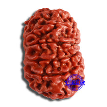 Load image into Gallery viewer, 10 Mukhi Nepalese Rudraksha - Bead No. 379