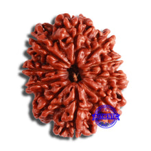 Load image into Gallery viewer, 10 Mukhi Nepalese Rudraksha - Bead No 380
