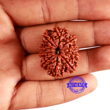 Load image into Gallery viewer, 10 Mukhi Nepalese Rudraksha - Bead No 380