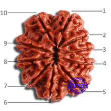 Load image into Gallery viewer, 10 Mukhi Nepalese Rudraksha - Bead No 381