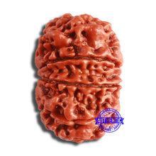 Load image into Gallery viewer, 10 Mukhi Nepalese Rudraksha - Bead No 381