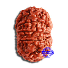 Load image into Gallery viewer, 10 Mukhi Nepalese Rudraksha - Bead No 381