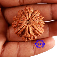 Load image into Gallery viewer, 10 Mukhi Nepalese Rudraksha - Bead No. 382