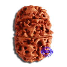 Load image into Gallery viewer, 10 Mukhi Nepalese Rudraksha - Bead No. 384