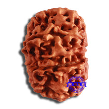 Load image into Gallery viewer, 10 Mukhi Nepalese Rudraksha - Bead No. 384