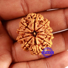 Load image into Gallery viewer, 10 Mukhi Nepalese Rudraksha - Bead No. 386