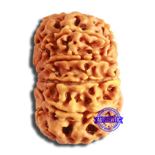 Load image into Gallery viewer, 10 Mukhi Nepalese Rudraksha - Bead No. 386