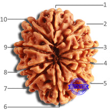 Load image into Gallery viewer, 10 Mukhi Nepalese Rudraksha - Bead No. 387