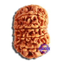 Load image into Gallery viewer, 10 Mukhi Nepalese Rudraksha - Bead No. 387