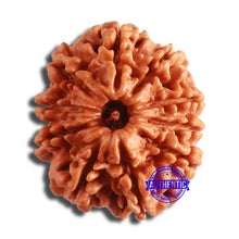Load image into Gallery viewer, 10 Mukhi Nepalese Rudraksha - Bead No. 389