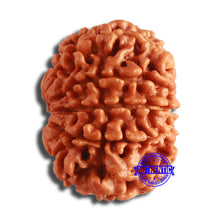 Load image into Gallery viewer, 10 Mukhi Nepalese Rudraksha - Bead No. 389