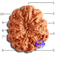 Load image into Gallery viewer, 10 Mukhi Nepalese Rudraksha - Bead No. 390
