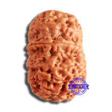 Load image into Gallery viewer, 10 Mukhi Nepalese Rudraksha - Bead No. 390
