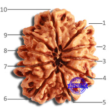 Load image into Gallery viewer, 10 Mukhi Nepalese Rudraksha - Bead No. 392