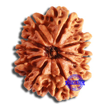 Load image into Gallery viewer, 10 Mukhi Nepalese Rudraksha - Bead No. 392