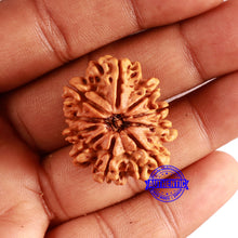 Load image into Gallery viewer, 10 Mukhi Nepalese Rudraksha - Bead No. 392