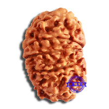 Load image into Gallery viewer, 10 Mukhi Nepalese Rudraksha - Bead No. 392