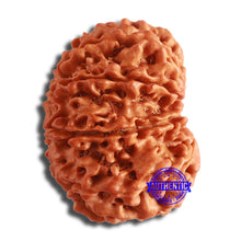 Load image into Gallery viewer, 10 Mukhi Nepalese Rudraksha - Bead No. 393