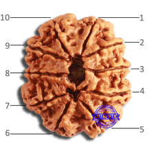 Load image into Gallery viewer, 10 Mukhi Nepalese Rudraksha - Bead No. 394