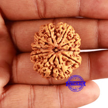 Load image into Gallery viewer, 10 Mukhi Nepalese Rudraksha - Bead No. 394