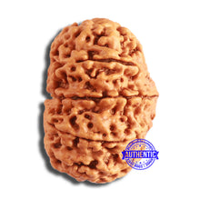 Load image into Gallery viewer, 10 Mukhi Nepalese Rudraksha - Bead No. 394