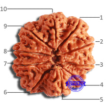 Load image into Gallery viewer, 10 Mukhi Nepalese Rudraksha - Bead No. 395