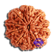 Load image into Gallery viewer, 10 Mukhi Nepalese Rudraksha - Bead No. 395