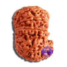 Load image into Gallery viewer, 10 Mukhi Nepalese Rudraksha - Bead No. 395