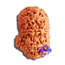 Load image into Gallery viewer, 10 Mukhi Nepalese Rudraksha - Bead No. 395