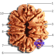 Load image into Gallery viewer, 10 Mukhi Nepalese Rudraksha - Bead No. 396