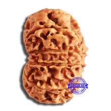 Load image into Gallery viewer, 10 Mukhi Nepalese Rudraksha - Bead No. 396