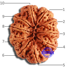 Load image into Gallery viewer, 10 Mukhi Nepalese Rudraksha - Bead No. 397
