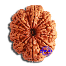 Load image into Gallery viewer, 10 Mukhi Nepalese Rudraksha - Bead No. 397