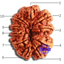 Load image into Gallery viewer, 10 Mukhi Nepalese Rudraksha - Bead No. 398